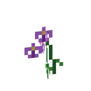 Guhwai'i-orchidee