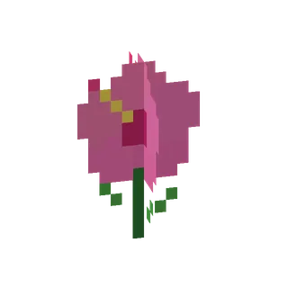 Roze hibiscus
