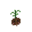 guhwaii palm kiemplant