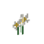 guhwaii plumeria